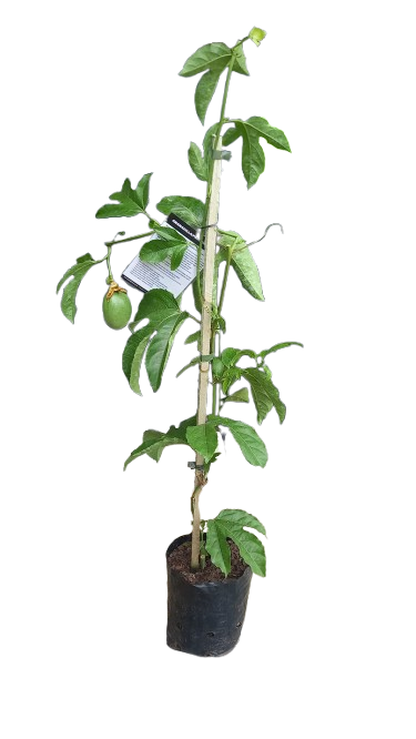 Passiflora 'Ester' Bush 4L