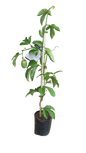 Passiflora 'Ester' Bush 4L