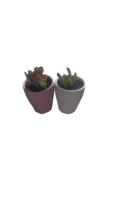 Succulent in 6.5cm Pastel Pot