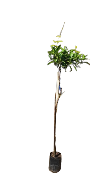 Petrea Volubilis Alba 10L