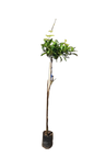 Petrea Volubilis Alba 10L