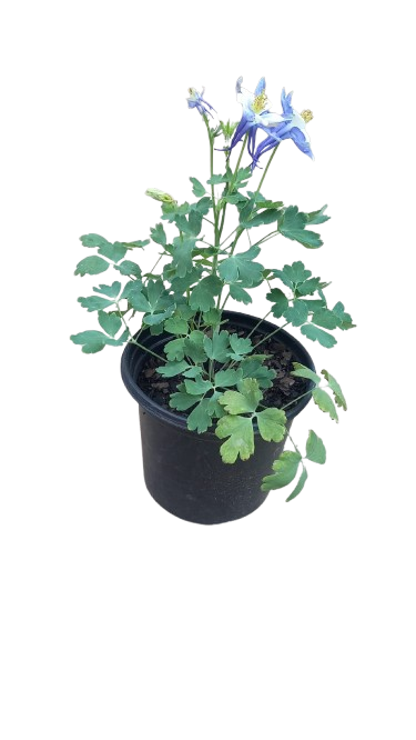 Aquilegia Earlybird Various 17cm