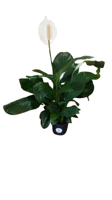 Spathiphyllum 16.5cm