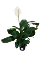Spathiphyllum 16.5cm