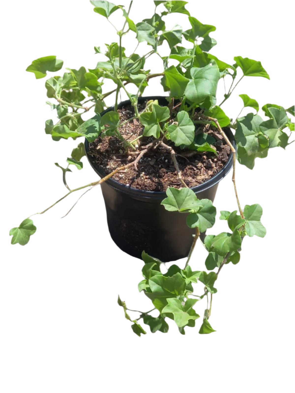 Pelargonium Ivy 17cm