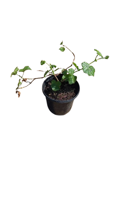 Pelargonium Ivy 15cm