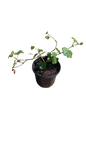 Pelargonium Ivy 15cm