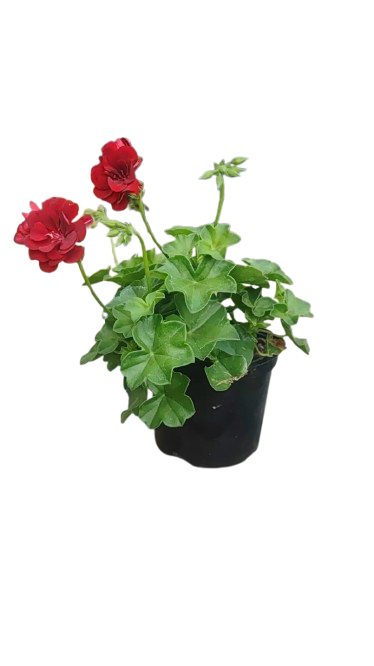 Pelargonium Ivy 15cm