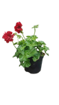 Pelargonium Ivy 15cm