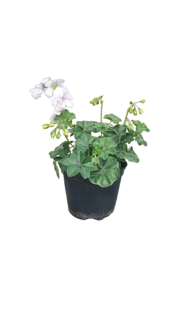Pelargonium Ivy 15cm