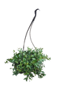 Peperomia Angulata 16.5cm Hanging Basket