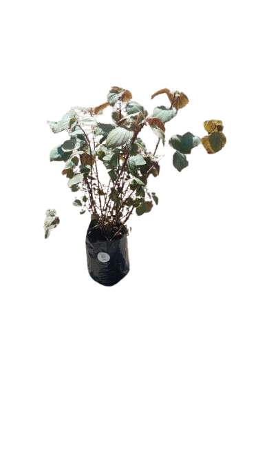 Perilla frutescens (Beefsteak) 10L
