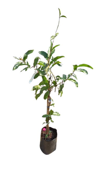 Petrea Volubilis Mauve 10L