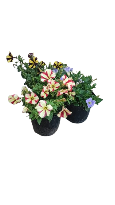 Petunia Mixed Variety 15cm