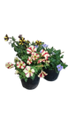 Petunia Mixed Variety 15cm