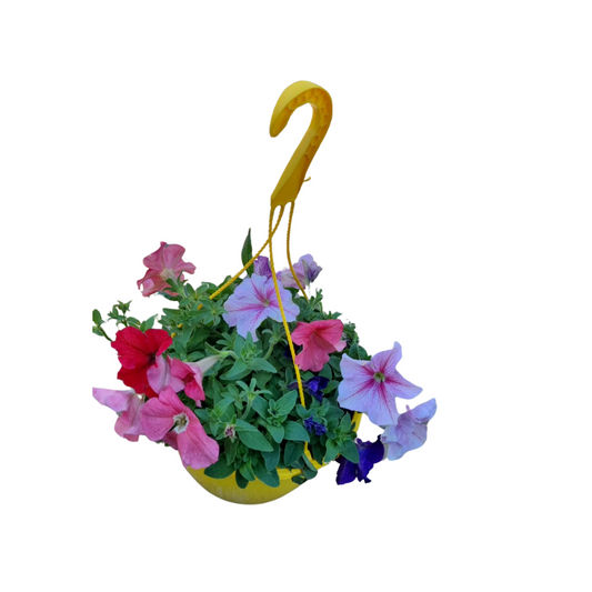 Petunia Hanging Baskets (Big)