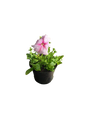 Petunia 17cm Various Colours