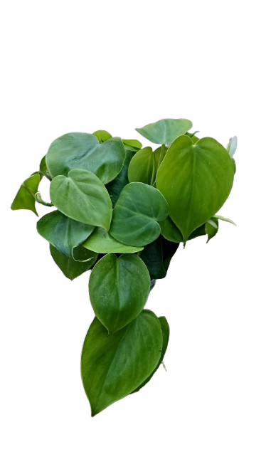 Philodendron Scandens Various 14cm