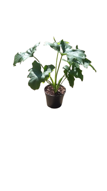 Philo Selloum 14cm