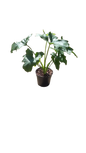 Philo Selloum 14cm