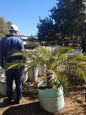 Phoenix roebelenii 100L