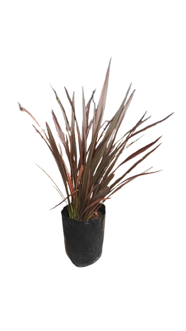 Phormium Fire Chief 10L