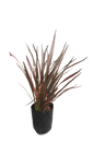 Phormium Fire Chief 10L