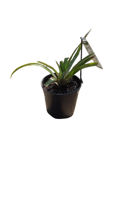 Pineapple Queen 19cm