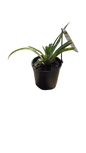 Pineapple Queen 19cm