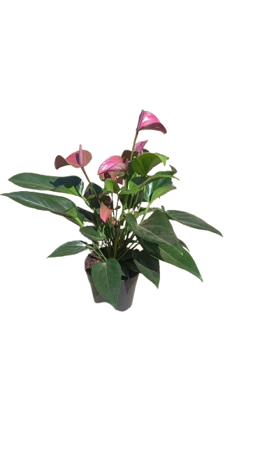 Flamingo Anthurium Various Colours 14cm