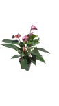 Flamingo Anthurium Various Colours 14cm