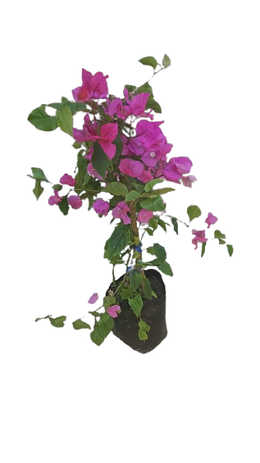 Bougainvillea - various Colors 10L