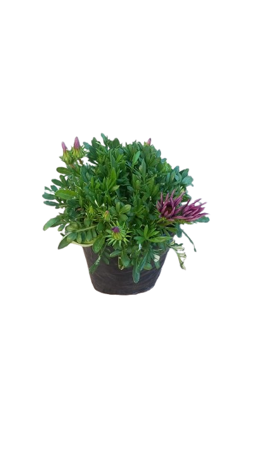 Gazania Assorted 3L