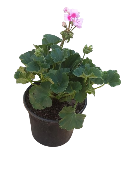 Pelargonium Turkana 17cm Assorted