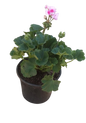 Pelargonium Turkana 17cm Assorted