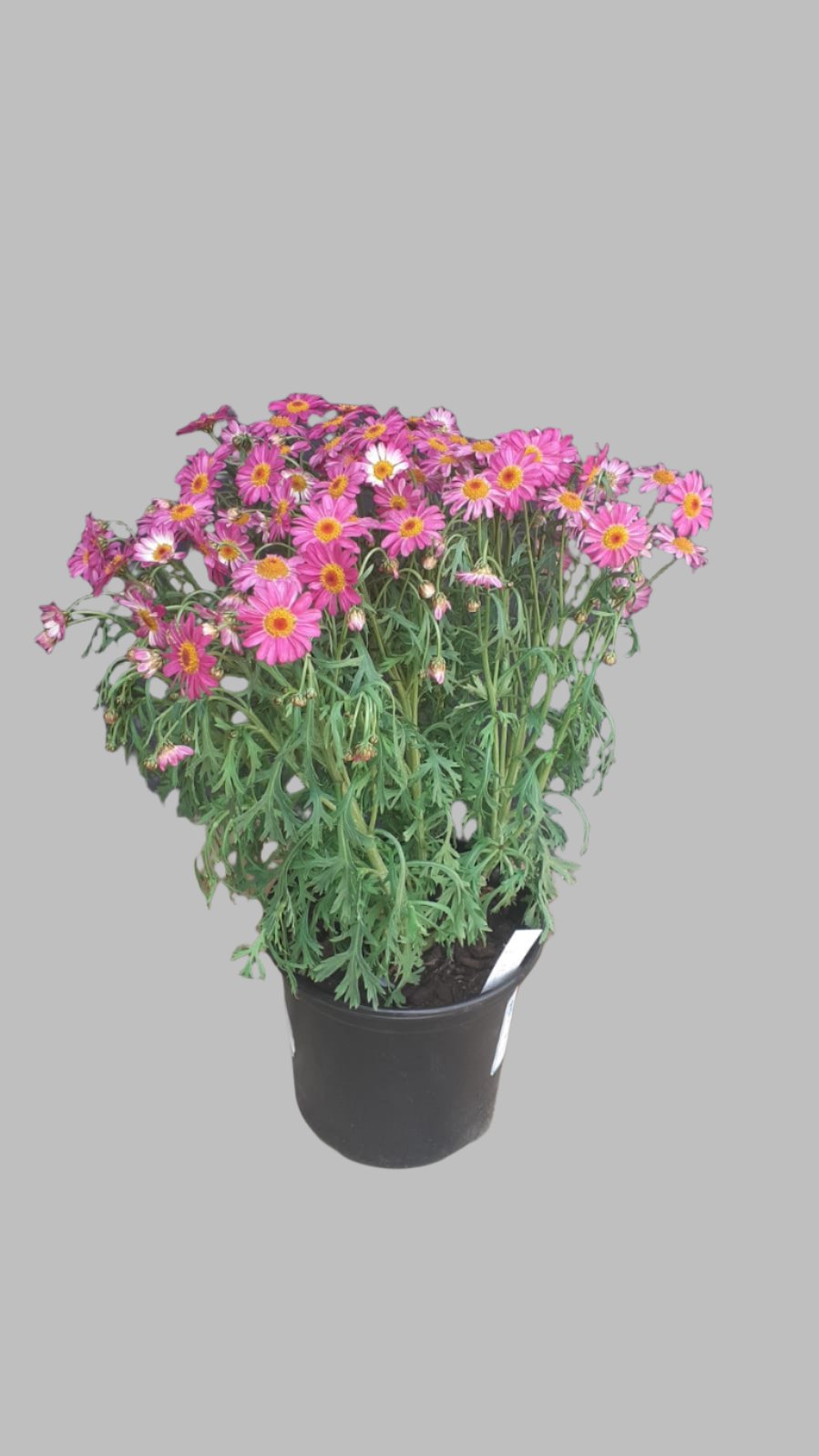Argyranthemum Lollies Pink Pez 17cm