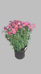 Argyranthemum Lollies Pink Pez 17cm
