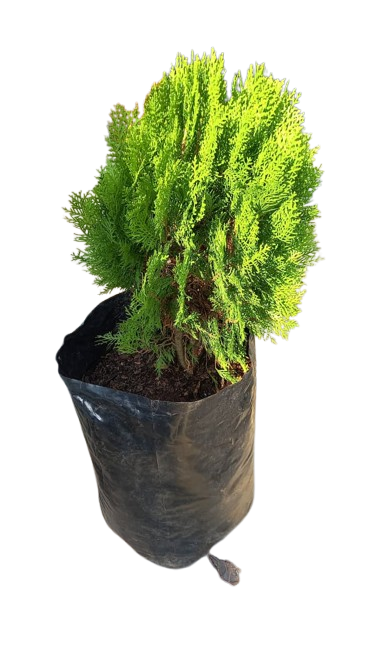 Platycladus Aurea Nana Compacta 20L