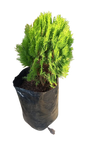 Platycladus Aurea Nana Compacta 20L
