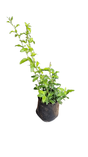 Plumbago Various Colours  10L