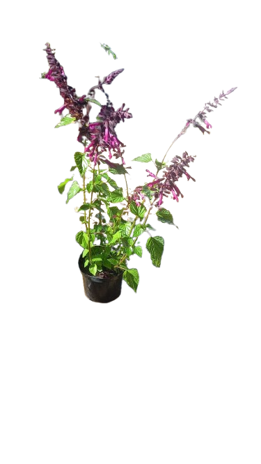 Salvia Various 19cm