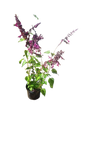 Salvia Various 19cm