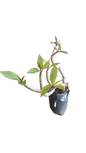 Plumeria- Various Colours 20L