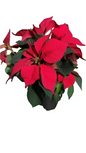Poinsettia 14cm