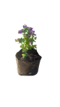Polygala (4L)