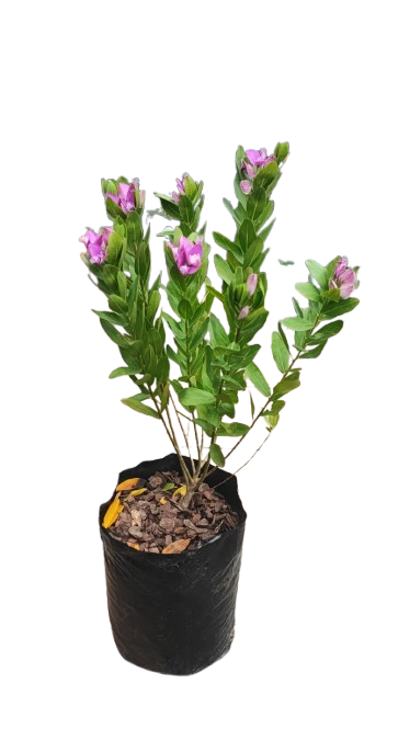 Polygala 10L