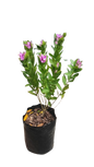 Polygala 10L