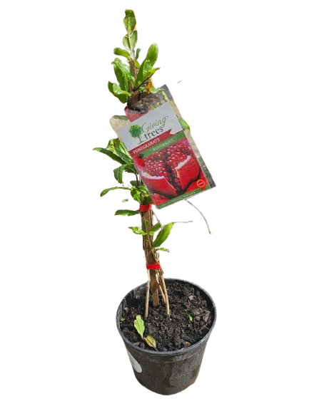 Pomegranate "Wonderful" 19 cm