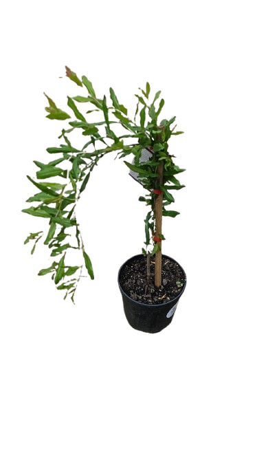 Pomegranate "Wonderful" 19 cm