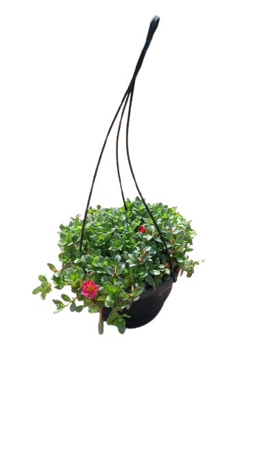 Portulaca Oleracea 'Pazazz' 20cm HB